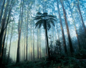 Yarra Ranges National Park